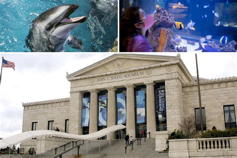 shedd aquarium reviews|free admission to shedd aquarium.